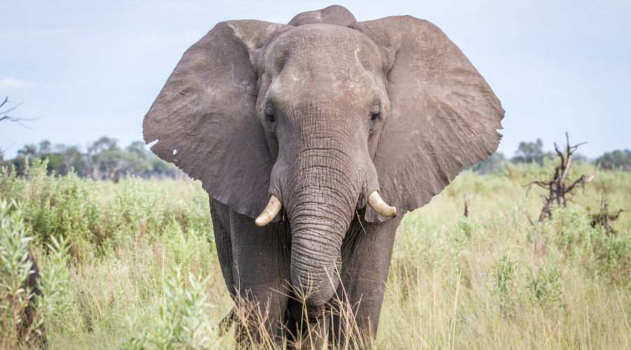 Botswana